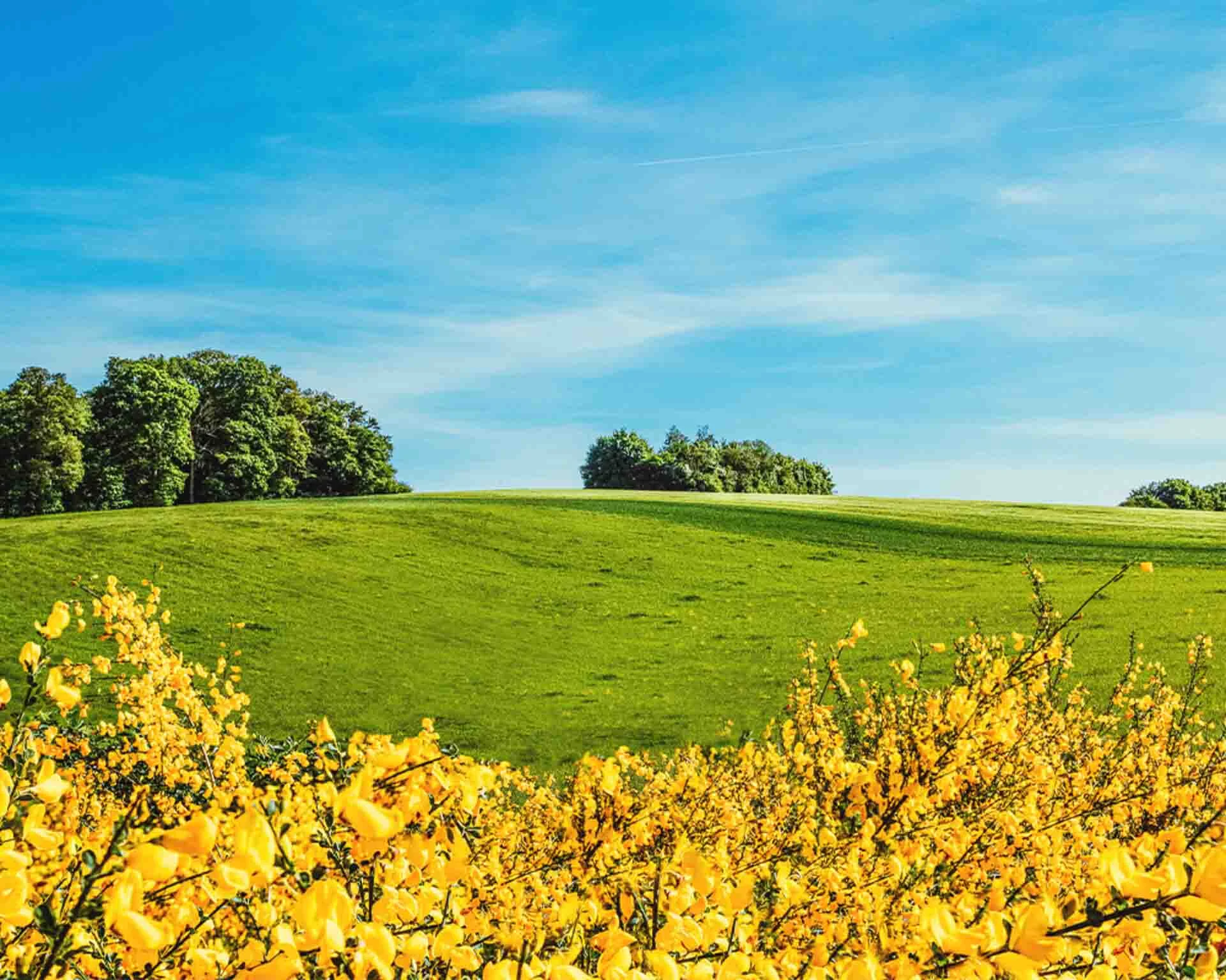 Landscape photo taken near the Geierlay Suspension Bridge. Bright yellow flowers are in the bottom of the frame, followed by green rolling hills in the mid-ground leading to three trees atop the same hill before transitioning into bright blue skies