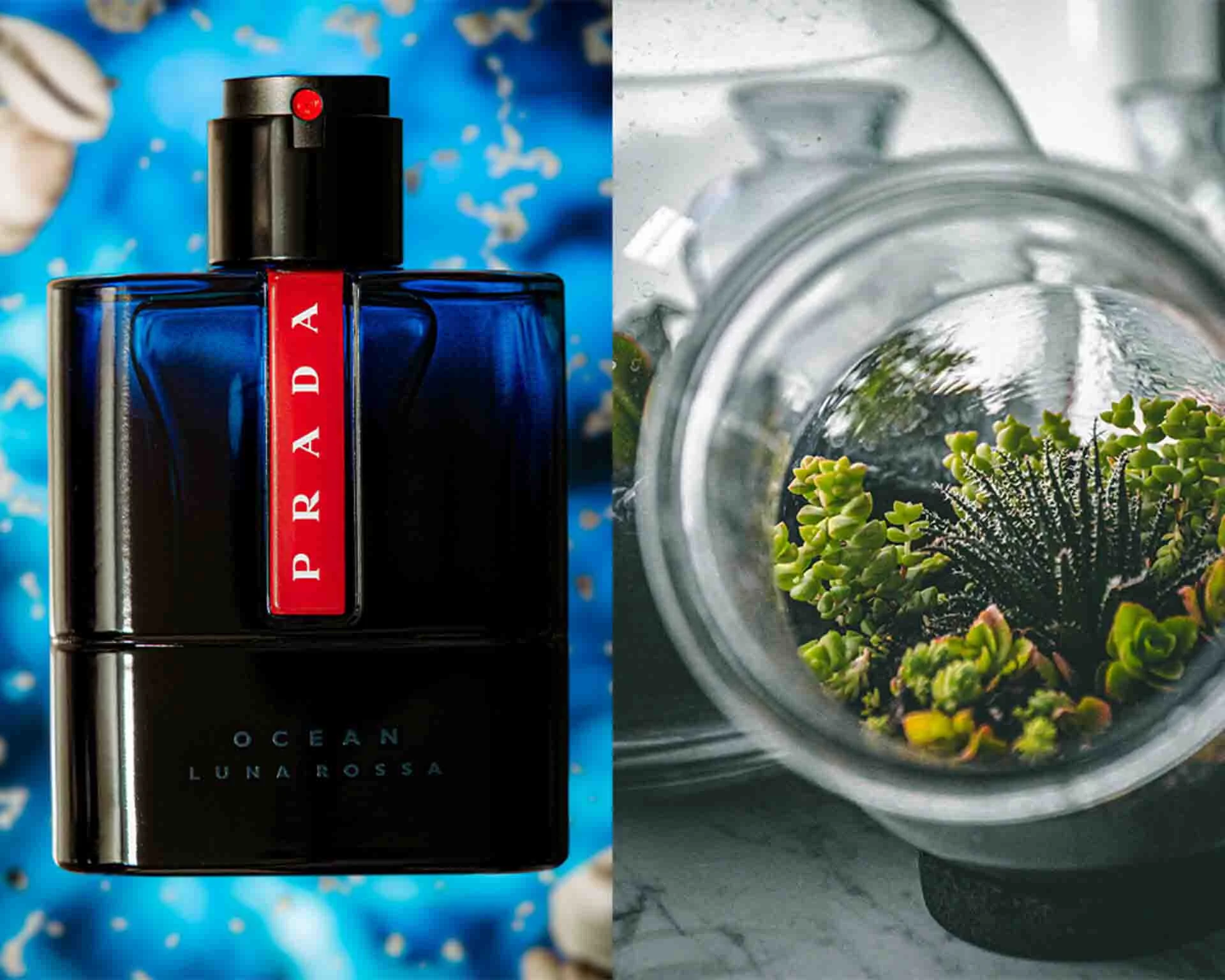 Two images side by side, one is a product shot of a bottle of Prada Ocean Luna Rossa cologne, and the other is a macro-style photo of a succulent in a jar.
